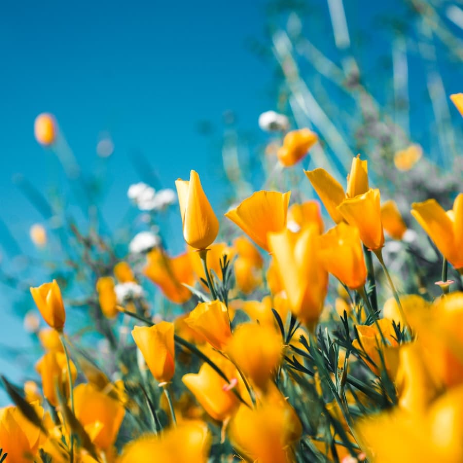 Ambiente de evento: Feria de las Flores